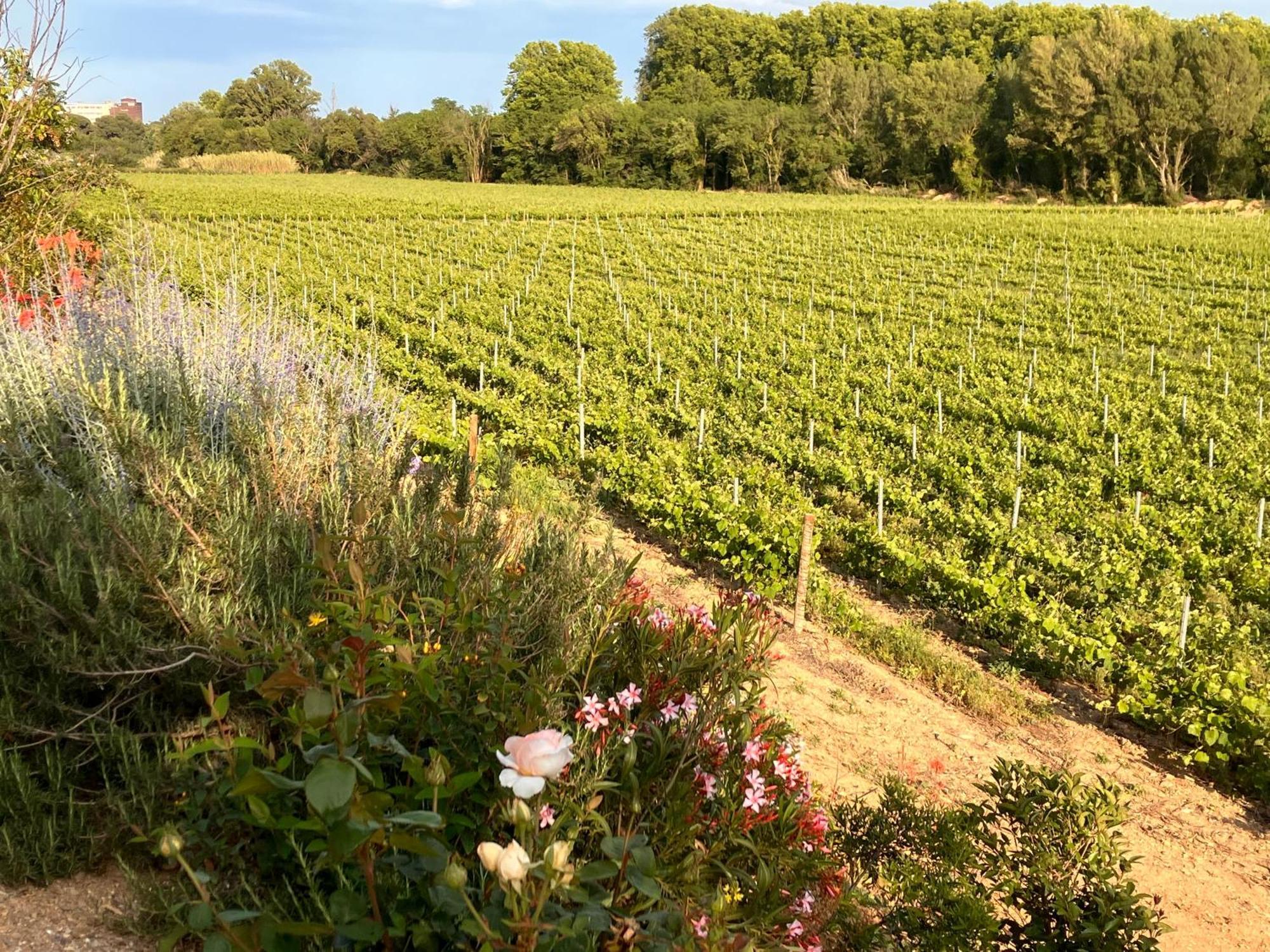 Domaine de l’Herbe Sainte Mirepeisset Exterior foto